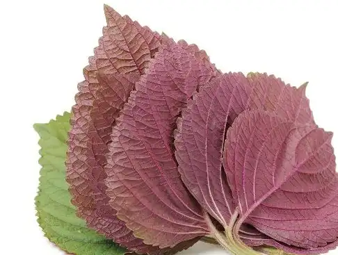 紫苏_风寒_苏叶