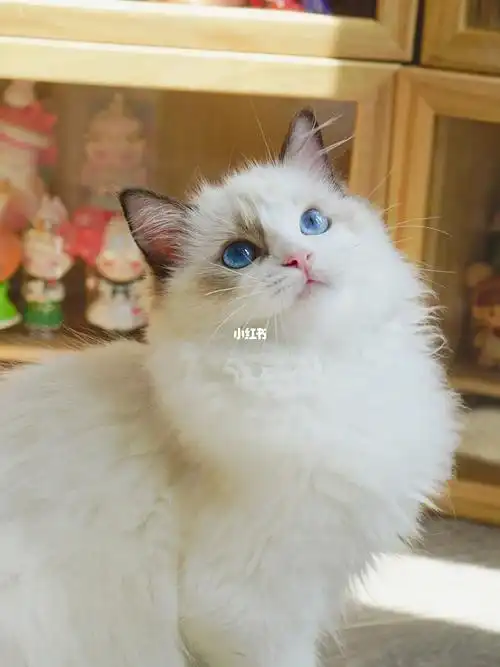 面具不对称的布偶猫难道就不好看了