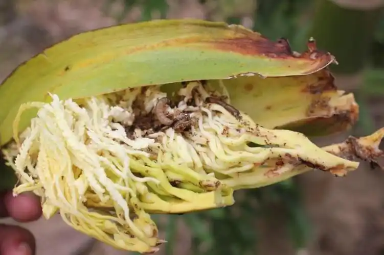 被红脉穗螟危害的槟榔花