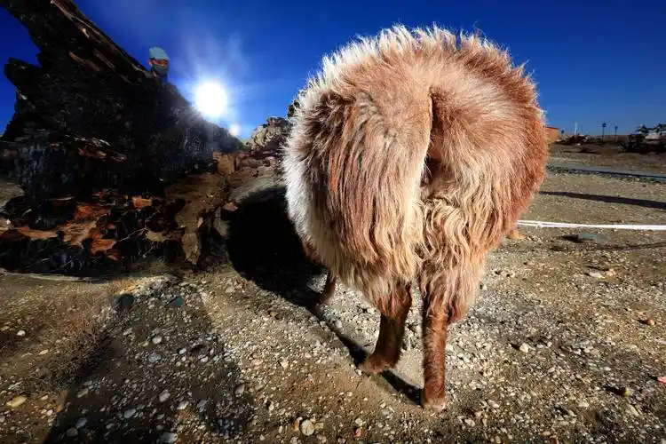 羊界的珍宝:阿勒泰大尾羊丨千里贡西域羊王_草原_新疆_屁股