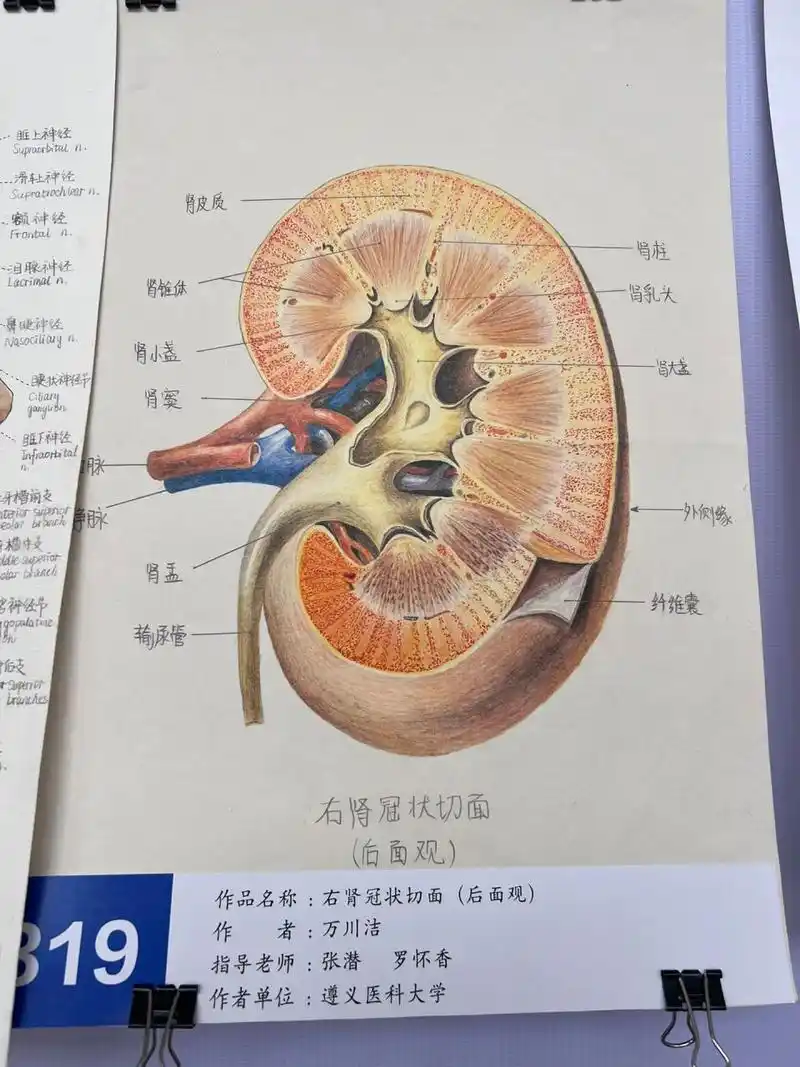 全国解剖学绘图大赛 优秀作品