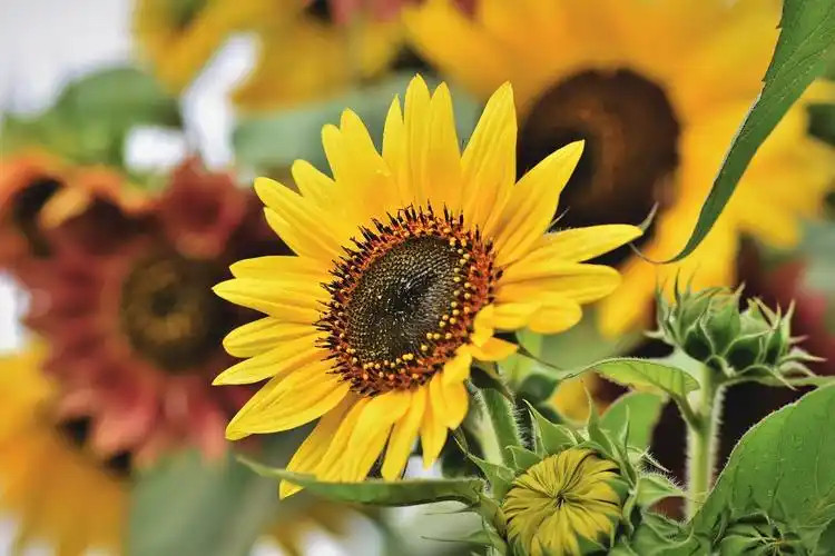 向日葵高清图片