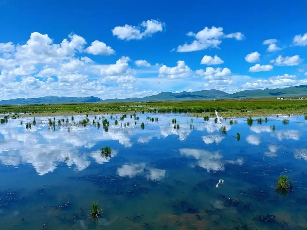 若尔盖花湖湿地公园 海拔3500 步行4公里 看美景真的是需要体力的