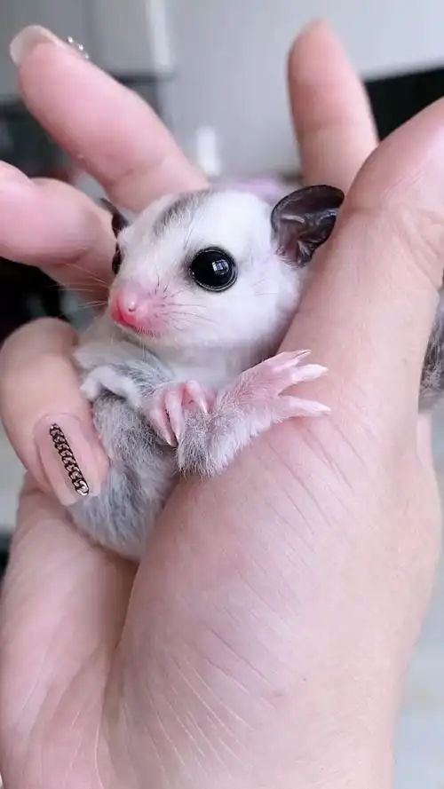 这样的小蜜袋鼯,可爱吗?