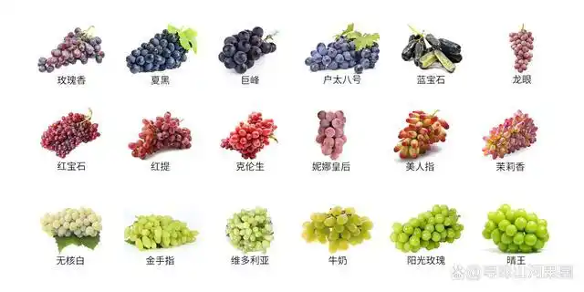 说起葡萄,还是怀念小时候姥姥家院子里种的葡萄,不