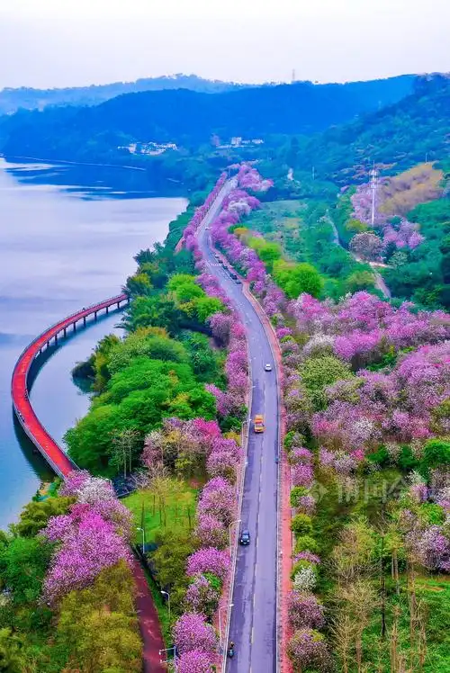 半壕春水一城花,这样的柳州,让你一次看过瘾!_柳江_紫荆花_水添色