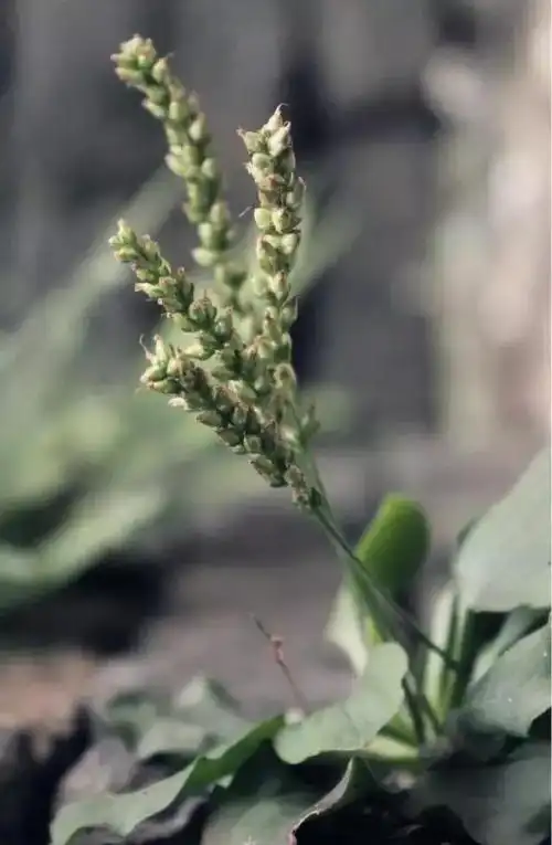 身处扬州市中心,曾与夫子庙齐名,如今说起,不少人却很茫然!
