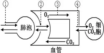 如图是人体呼吸的示意图,其中①表示肺泡与外界的气体交换,②表示肺泡