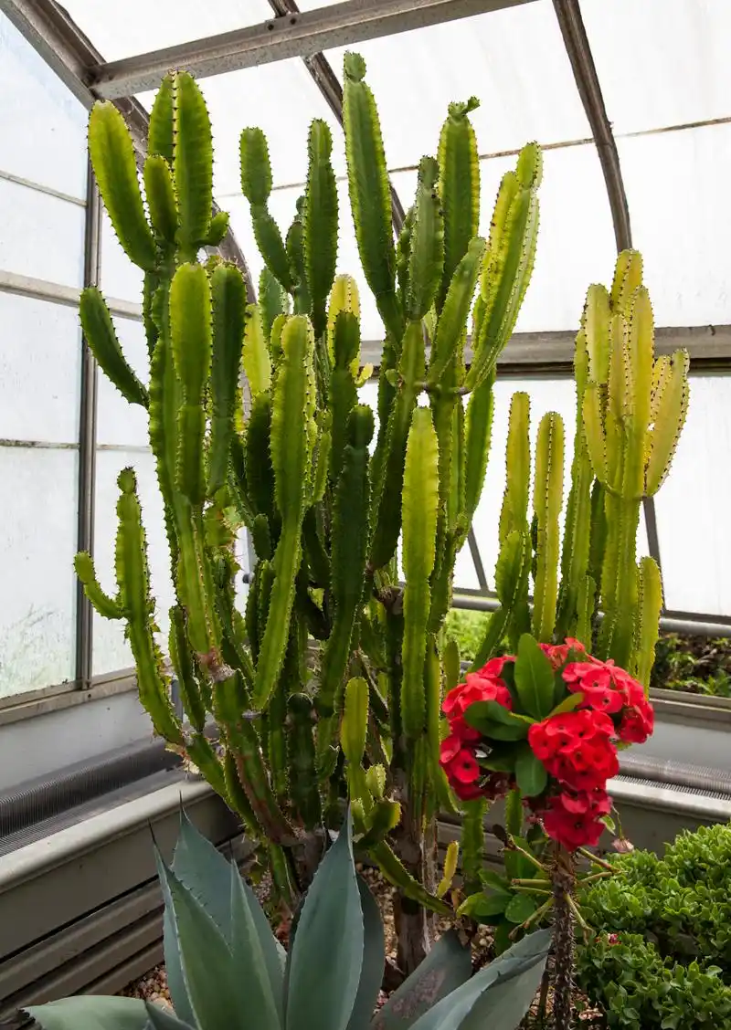 为了养殖粗壮茂盛的龙骨花,需注意以下要点:适宜的肥沃,透气性良好的