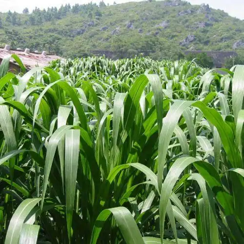 牧草种子南北方多年生黑麦草墨西哥玉米苜蓿高丹草牛羊鱼草籽品牌名称