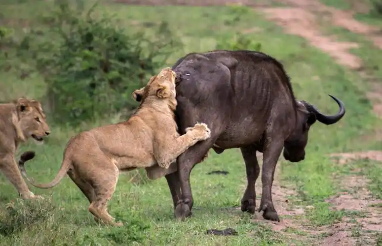 南非水牛痛击雄狮仗义救同伴组图