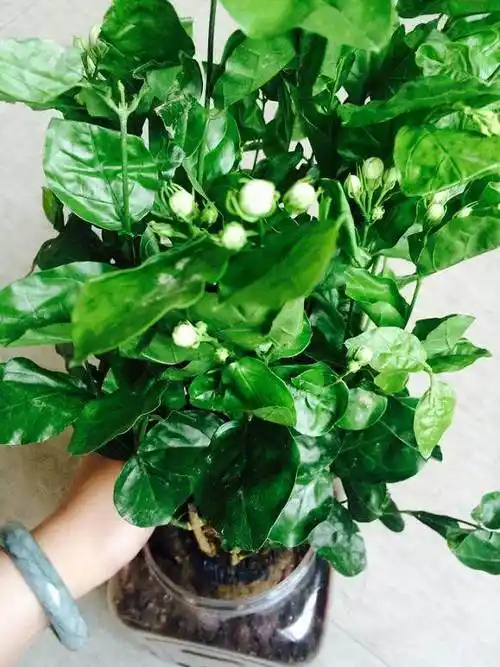 2,大肥:茉莉生长周期长,年生长量大且反复抽枝开花,营养消耗快,能量