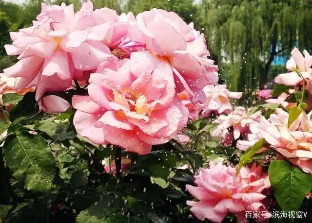 滨海新区观花指南