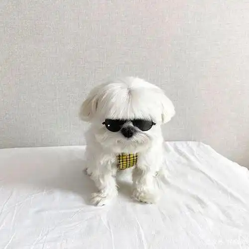 狗子换了锅盖头后,竟然意外好看?