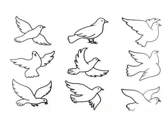 我们都知道鸽子是和平友谊的象征,并且被世界所公认.