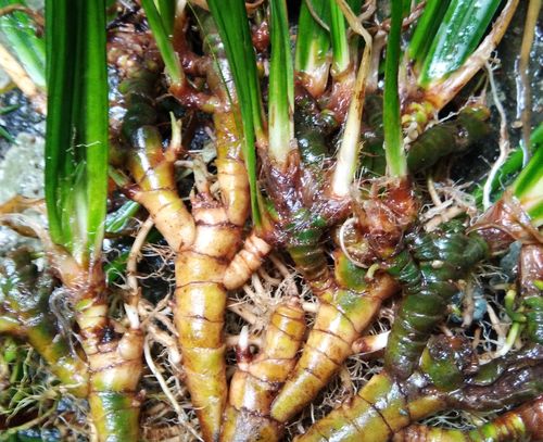 菖蒲石菖蒲非水1斤原根山涧正品正宗泡水泡茶绿植