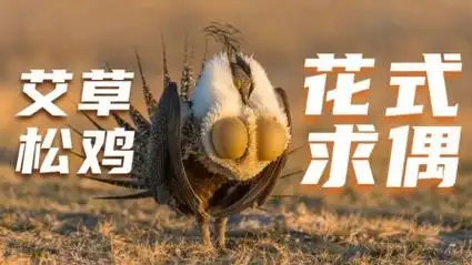 北美艾草松鸡的花式求偶秀,如何用"大胸肌"找到另一半?