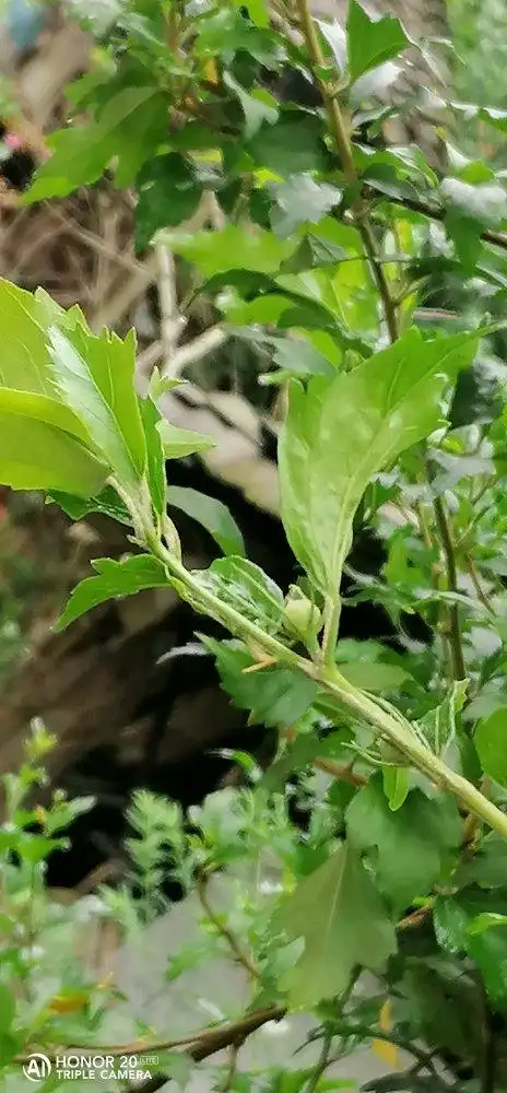 猪油花含苞待放!