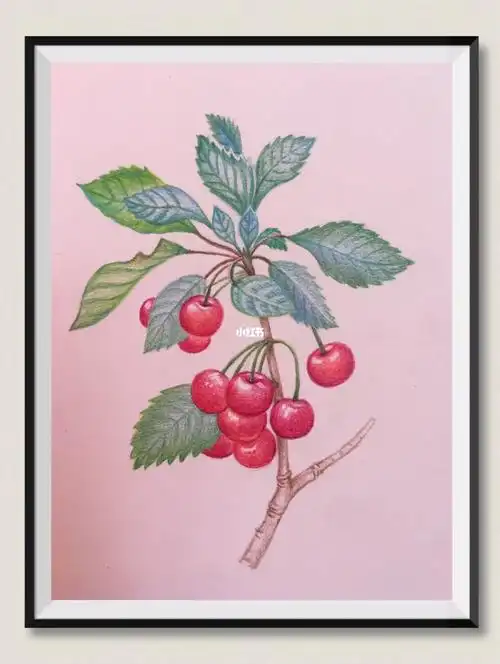 彩铅画自学小樱桃