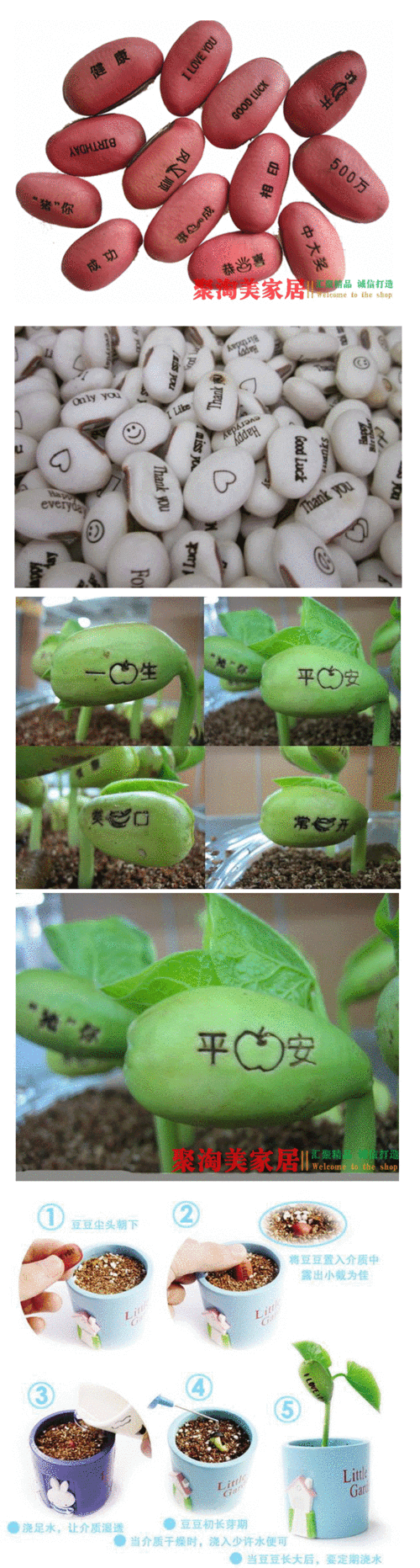 神奇爱情魔豆种子桌面小盆栽 创意迷你植物四季绿植批发 刻字定制