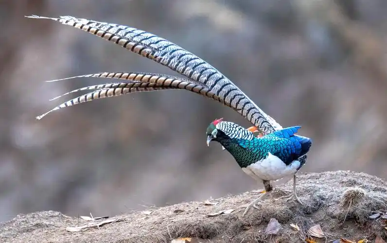 白腹锦鸡(平山)