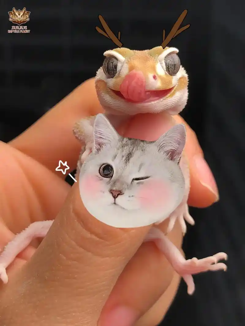 秀一波可爱的瘤尾守宫06#抖音图文来了 #瘤尾守宫 #爬宠星 - 抖音