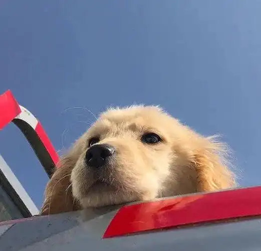 可爱动物头像收藏贴