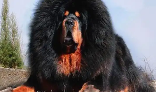 世界上最贵的狗 纯红藏獒身价高达1580多万