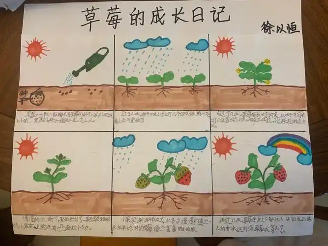 草莓成长记