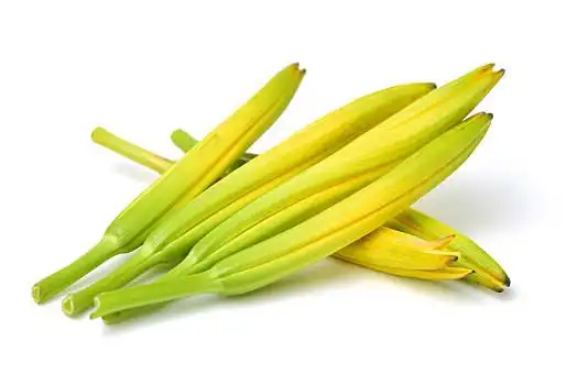 新黄花菜图片_新黄花菜图片大全_新黄花菜图片素材