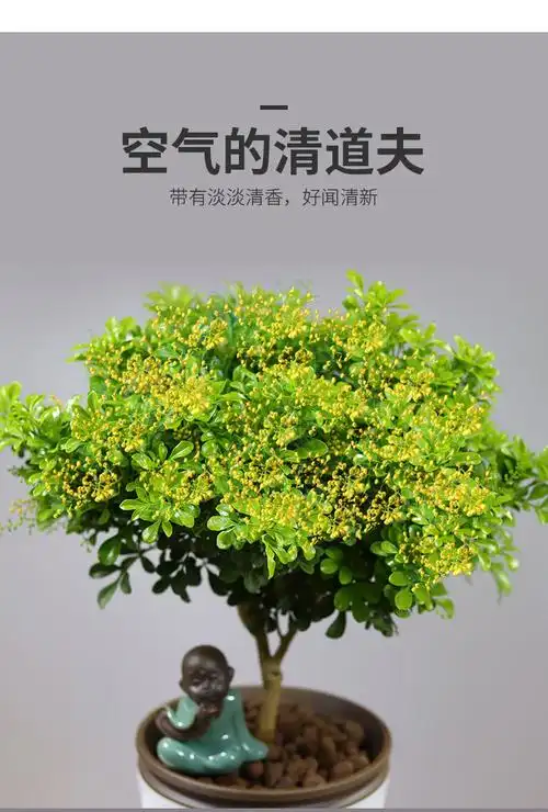 米兰花盆栽室内花卉植物浓香四季开花不断蚊虫阳台好养大米兰原土发货