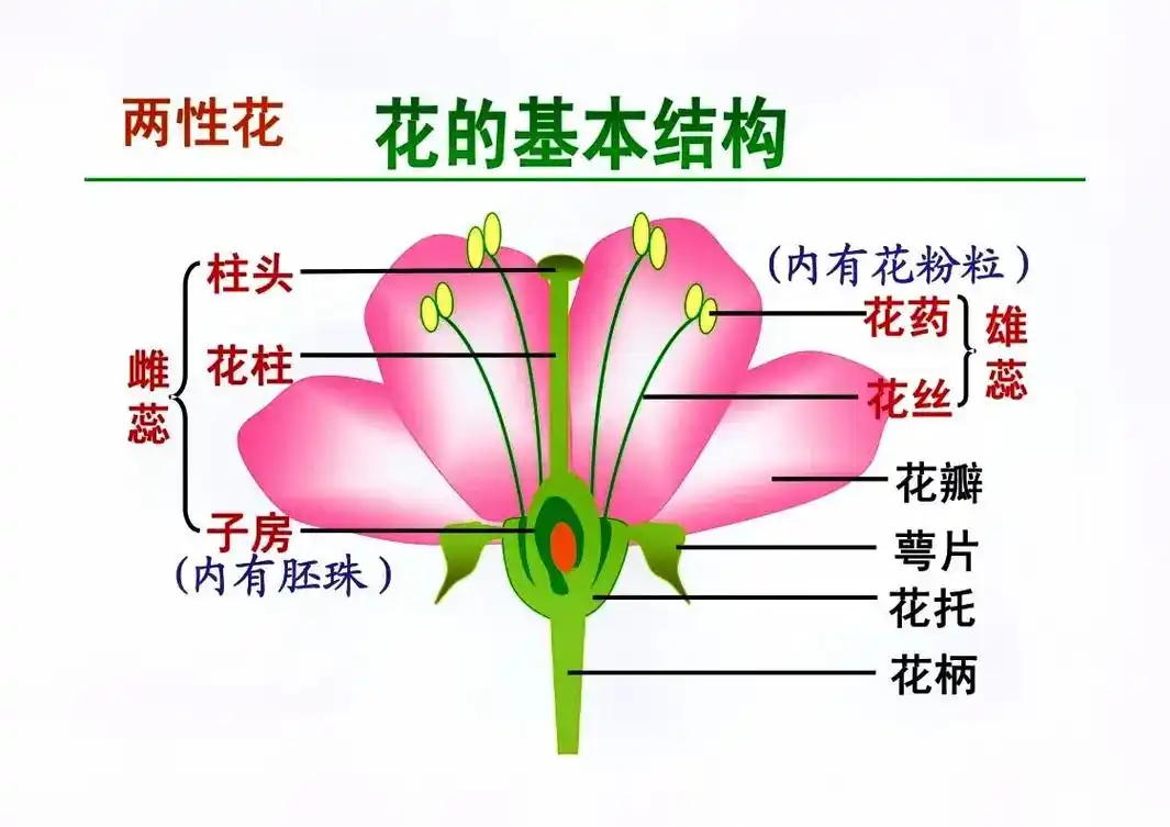花的结构图并带名称图 - 抖音