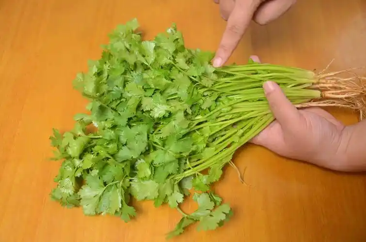 请问饭店上菜摆盘时放的那株香菜一样的东西是什么