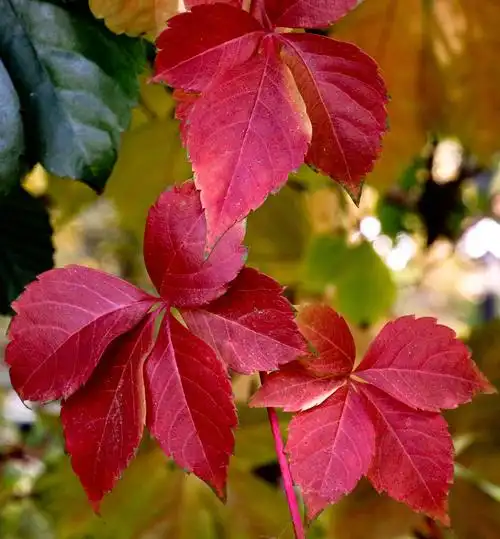 爬山虎叶子红了