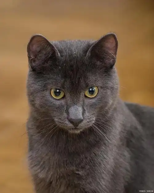 孟买猫中等身材,肌肉非常发达;除眼睛外全身黑色,体形全身呈圆形,头部