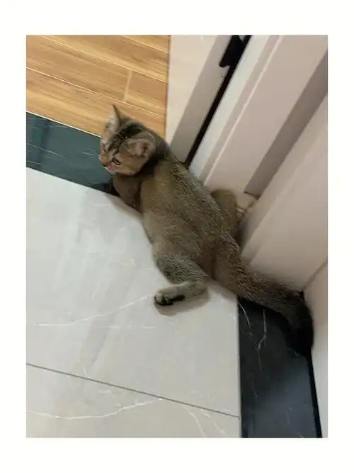 挑战全网最黑金渐层