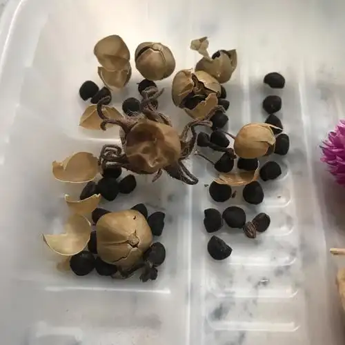 牵牛花种子-牵牛花种子的功效