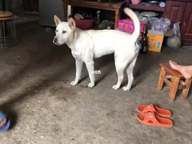 广西土猎犬中华田园犬小土狗也可以很可爱它好乖