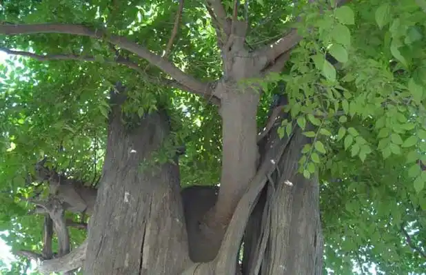 白檀树栽培技术(2)