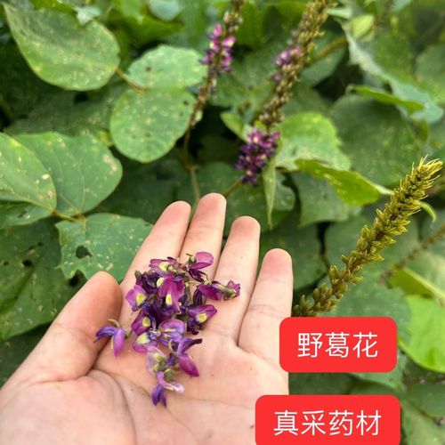 广西野葛花精选葛花茶 葛藤花 葛根花 醒酒茶  小花