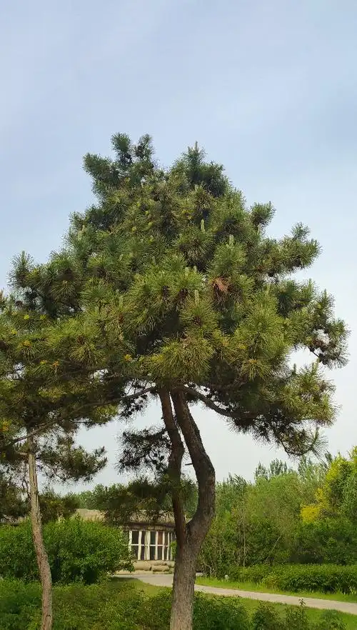 公园里的松树_哔哩哔哩_bilibili