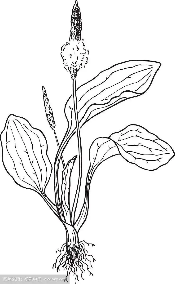 车前草plantago