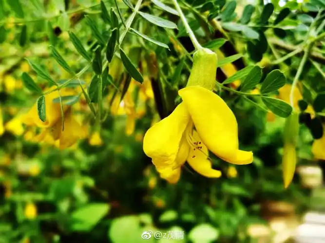 柠条 别称毛条,白柠条,属豆科 ,为落叶大灌木饲用植物|毛条|柠条|豆科