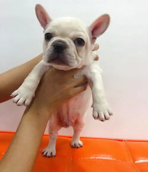 奶白色法斗,2000出售 狗子东西全送