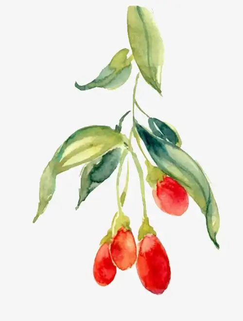 手绘枸杞矢量图