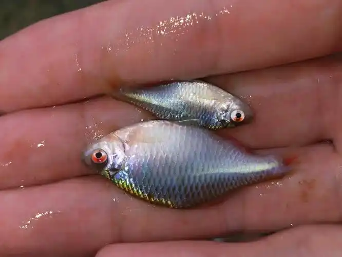 又到了鳑鲏鱼"泛滥"的季节!钓鱼人讨厌它,却不知其浑身是宝