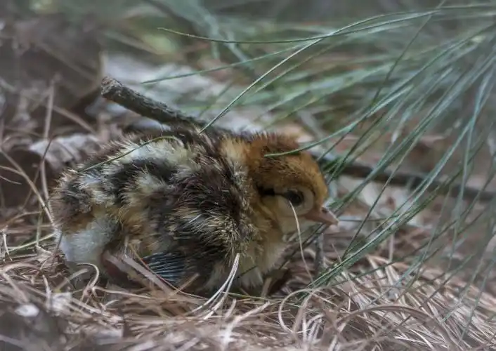 侥幸拍到一窝雉鸡的出生过程