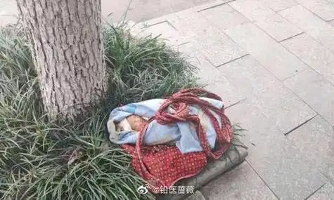 网友发视频称,一名女婴被遗弃在垃圾桶旁,被一名过路市民发现,孩子