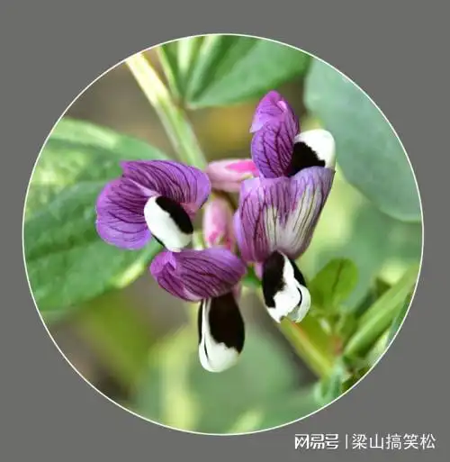 有蚕豆花的路上讲爱情故事与可爱的狗狗