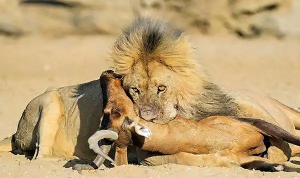 狮子喜欢吃什么食物(喜欢吃内脏还是肉)-七暖网